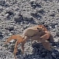 Crabs Are Exquisite Battlefield Surgeons