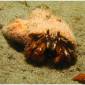 Crabs Can Feel and Remember Painful Stimuli