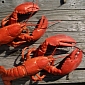 Crabs and Lobsters Feel Pain, Evidence Suggests