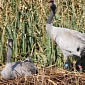 Cranes Nest in South England for the First Time in 400 Years