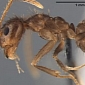 Crazy Ants Are Spreading Across the Southeastern US