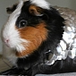 Crazy Things on eBay: Guinea Pig Scale Armor