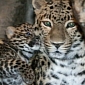 Critically Endangered Amur Leopard Born at Denver Zoo in the US