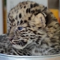 Critically Endangered Amur Leopard Cubs Born at Jacksonville Zoo
