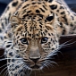 Rare Amur Leopards Breeding in China's Wangqing Nature Reserve