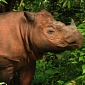 Critically Endangered Female Sumatran Rhino Captured in Sabah, Malaysia