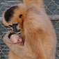 Critically Endangered Gibbon Born at Conservation Center in California