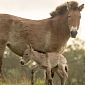 Critically Endangered Przewalski's Foal Born at Animal Park in England