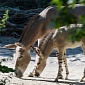 Critically Endangered Somali Wild Ass Born at Zoo Basel in Switzerland