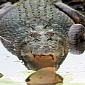 Crocodile Attacks, Eats 7-Year-Old Girl in Australia