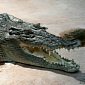 Crocodile Believed to Have Killed 12-Year-Old Boy in Australia