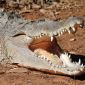 Crocodile Loose on Plane, Crashes It, Kills 19