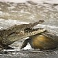 Crocodile Pictured Snatching a Turtle by the Head