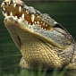 Crocodile Skin Conveys Exquisite Sense of Touch