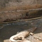 Crocodiles Kept as Watchdogs by Family in Thailand