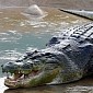 Crocodiles Sometimes Hunt in Packs, Researcher Says