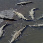Crocodiles 'Surf' Ocean Currents