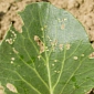 Crop Pests and Diseases Are Moving Towards the Poles, Climate Change Is to Blame