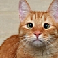 Cross-Eyed Cat Is the New Feline Fascination