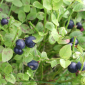 Curative Effects of Bilberries