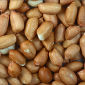 Cure for Peanut Allergies Found
