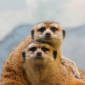 Cute Meerkat Cubs Stop Being Spoiled Early in Life