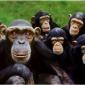 DNA Shows: There Are Three Distinct Chimpanzee Races