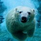 DNA Successfully Recovered from Polar Bear Tracks for the First Time Ever