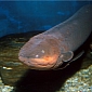 Dam Removal in Virginia Brings Eels Back to the Region