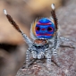 Dancing Spider Busts Some Moves on YMCA – Video