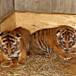 Days-Old Amur Tiger Cubs Are Doing Great, Learning to Walk
