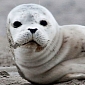 Days-Old Baby Seal Rescued in Atlantic Beach