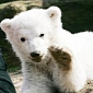 Dead Baby Polar Bear Sort of Brought Back to Life in Germany