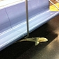 Dead Shark Is Found on the Subway in New York