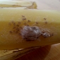Deadly Brazilian Spiders in Bananas Make Woman, Family Evacuate Home