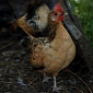 Deadly Chicken Virus Emerges from Vaccine Combination