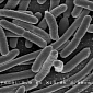 Deadly E. Coli Bacteria Turned into Biofuel
