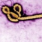Deadly Ebola Virus Could Infect 1.4 Million People by the End of January