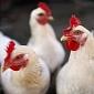 Deadly Strain of Avian Flu May Have Been Passed from Human to Human