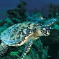 “Deadly Trio” Threatens to Wipe Out Marine Biodiversity