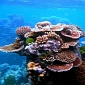 Deep-Sea Corals Found Off US Northeastern Coast