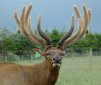 Deer Antlers for Regenerating Lost Limbs?