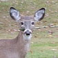 Deer with Arrow Stuck in Its Head Spotted in New Jersey