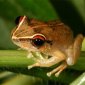 Deforestation Renders Frogs Smaller