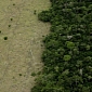 Deforestation in the Brazilian Amazon Hits Record Low