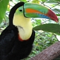 Deforestation in the Brazilian Rainforest Triggered the Extinction of Large Birds