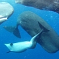 Deformed Dolphin Is Adopted by a Pod of Sperm Whales