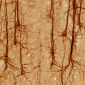 Demands Dictate Neurons' Multitasking Abilities
