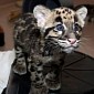 Denver Zoo Now Home to Three Adorable Clouded Leopard Cubs
