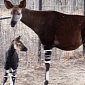 Denver Zoo Welcomes Adorable Baby Okapi
